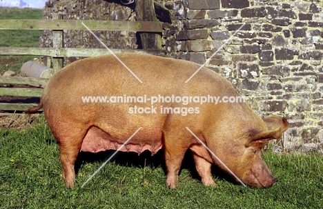 tamworth pig near fence at  heal farm