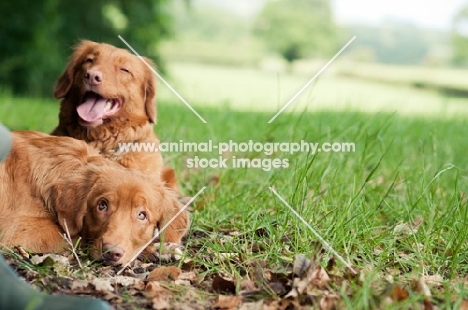 two Nova Scotia Duck Tolling Retrievers lying down