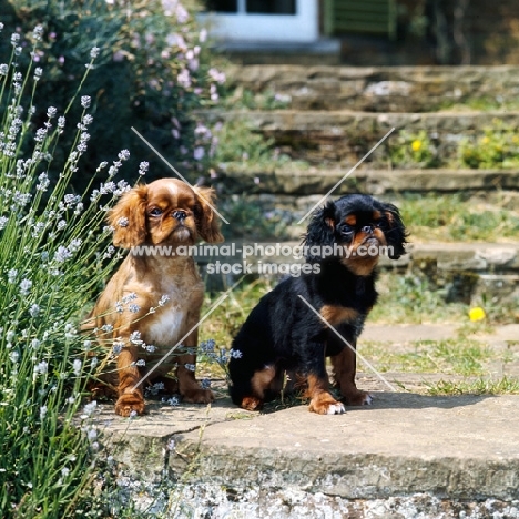 two king charles spaniel puppies  