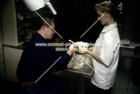 vet working on the eye of west highland white terrier in germany