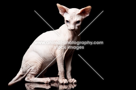 young sphynx cat sitting