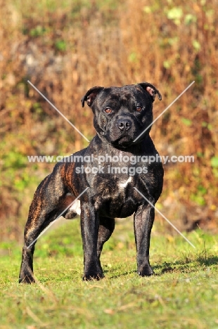 Staffordshire Bull Terrier standing proud