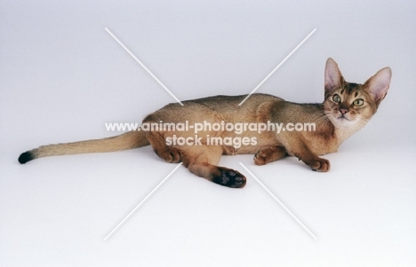 abyssinian lying down