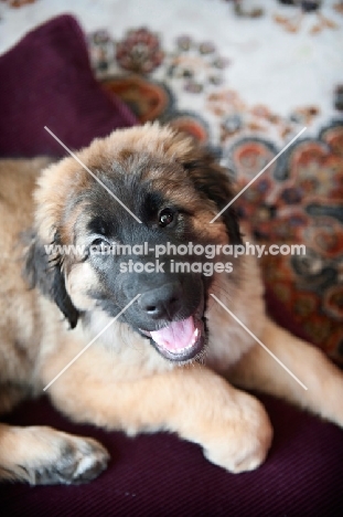 leonberger puppy looking up