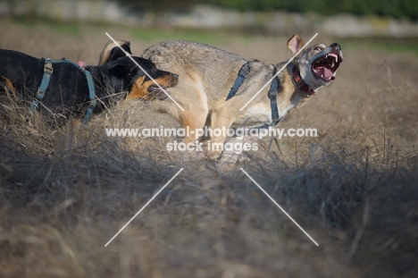 dobermann cross and czechoslovakian wolfdog cross playing in a field