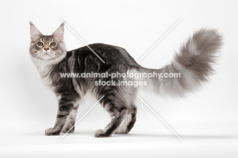 Blue Silver Classic Tabby Maine Coon
