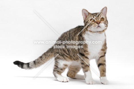 American Wirehair, Brown Mackerel Tabby & White colour