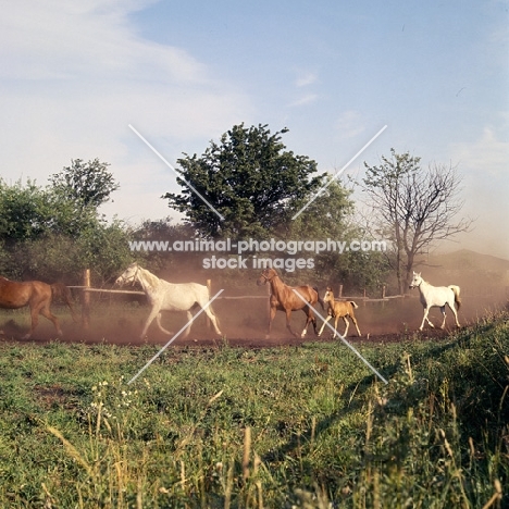 group of Shagya Arab mares and foals running