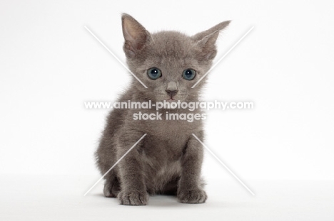 Russian Blue kitten in studio