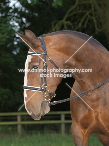 Cob wearing bridle