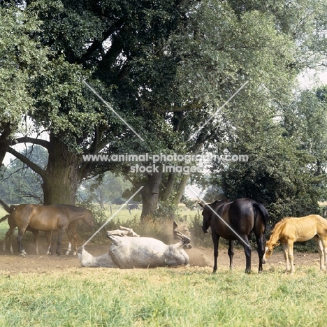 gina, brown mare, gesa, grey mare, acacia, black Hanoverians and foal under trees, one rolling