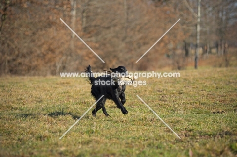 black flat coated retriever retrieving pheasant in a field