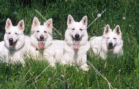 four white swiss sheepdogs