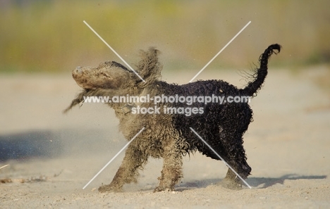 American Water Spaniel shaking out sand