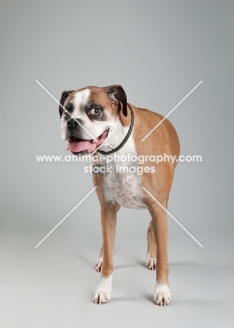 Studio image of fawn Boxer on gray background.