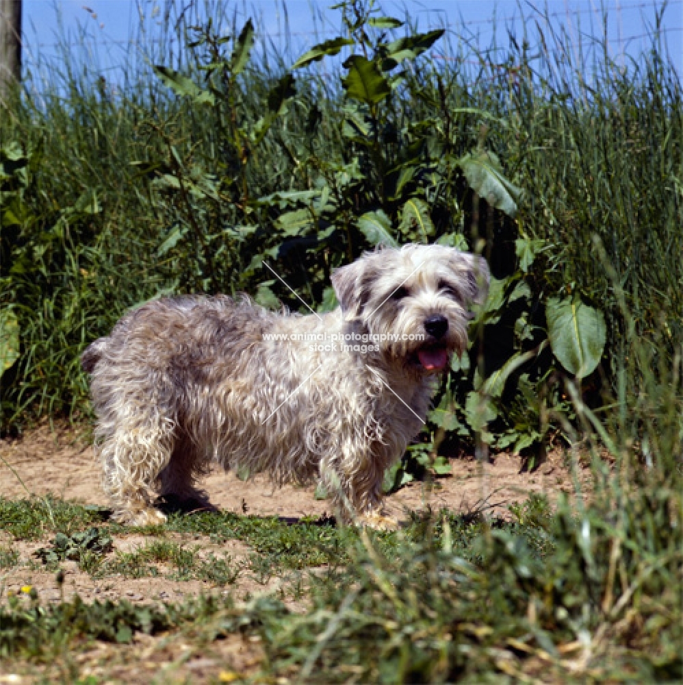 glen of imaal terrier standing on a field path