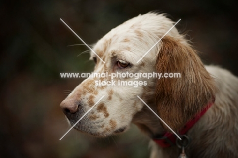 english setter with a serious face