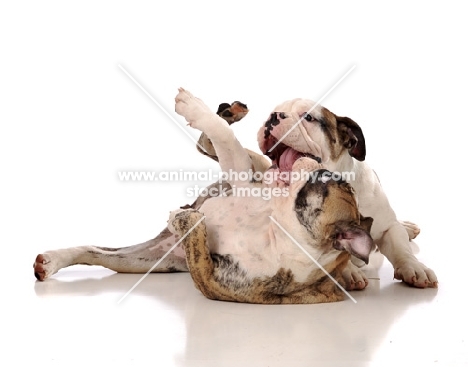 two Bulldogs playing and licking against white background
