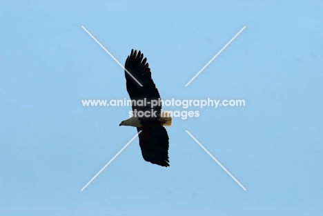 fish eagle soaring in the sky