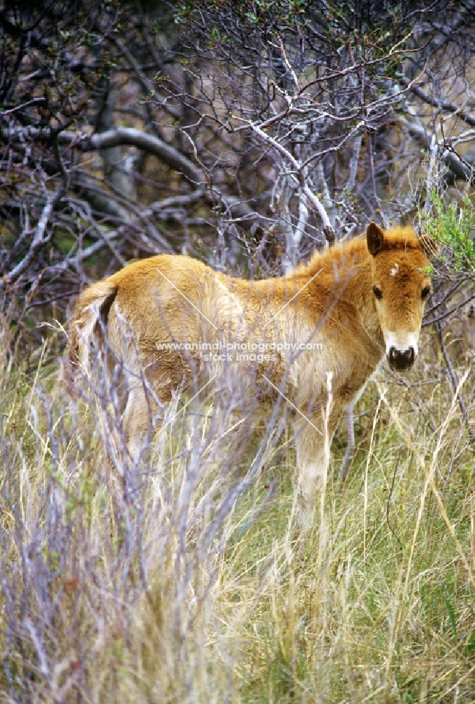 chincoteague foal looking at camera