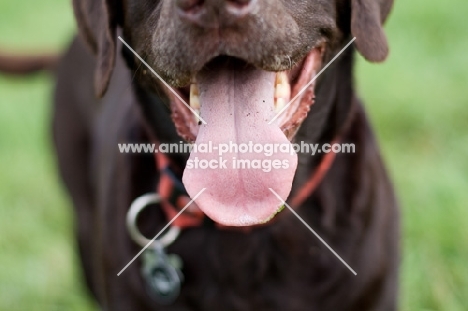 Close up of labrado tongue