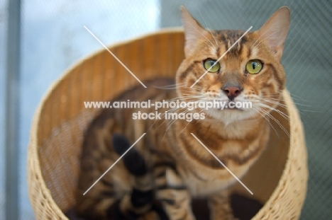 bengal cat champion Svedbergakulle Goliath crouched in a cat basket
