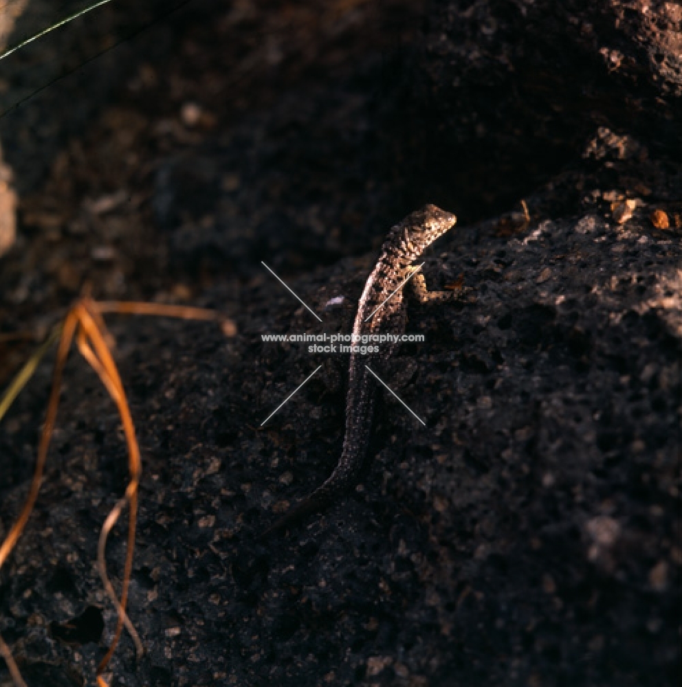 lava lizard on south plaza island, galapagos