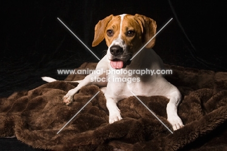 Beagle lying down on rug