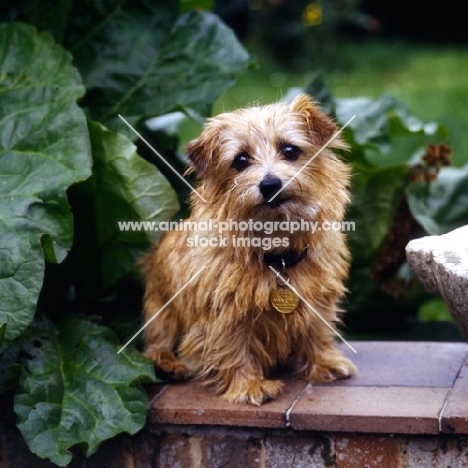 norfolk terrier with blown coat sitting on a wall