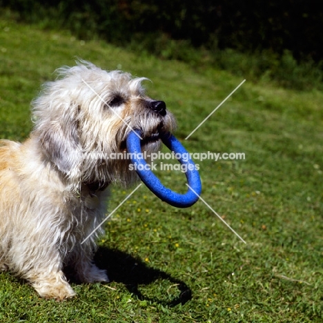 dandie dinmont with toy ring in her mouth