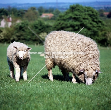 cotswold ewe and lamb in a field