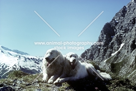 two pyrenean mountain dogs in the mountains