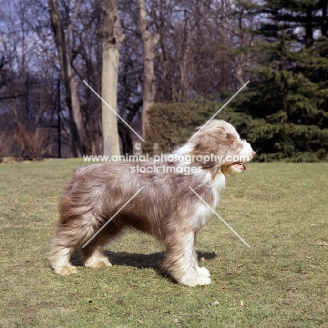 breed shot of champion bearded collie