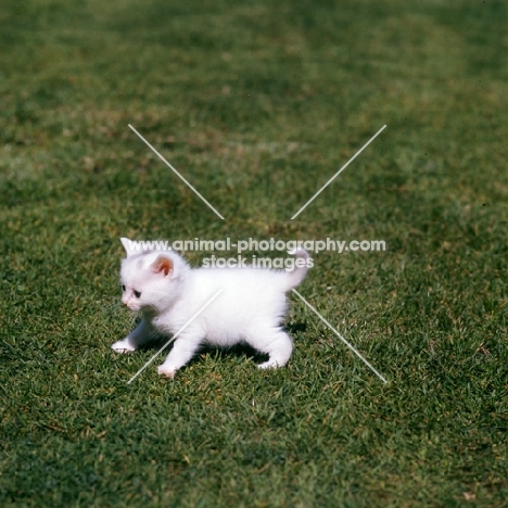 white kitten looking playful