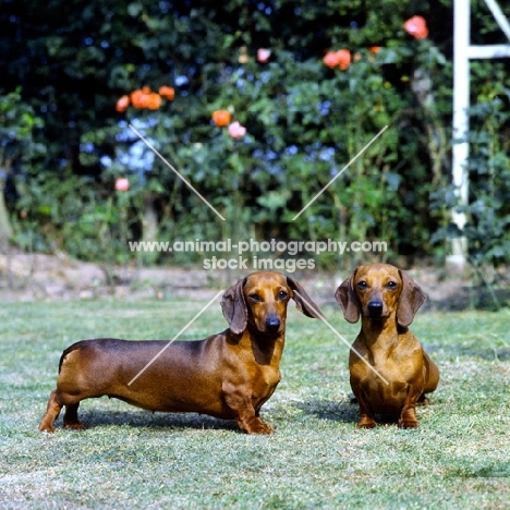 two dachshund miniatures smooth standing on grass