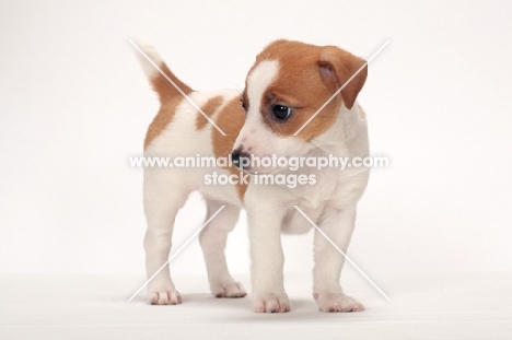 Jack Russell Terrier puppy