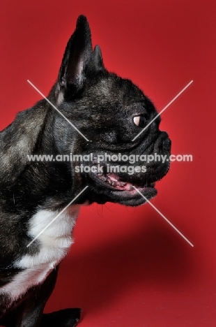 French Bulldog in profile against red backdrop