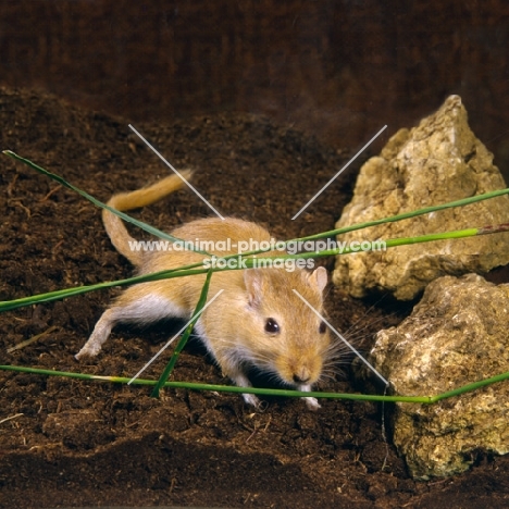 gerbil on peat with grasses and rocks
