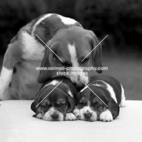 tired beagle pups with mum, forradon bothered