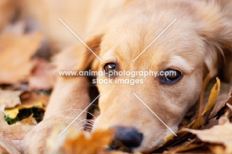 cute Golden Retriever lying on leaves