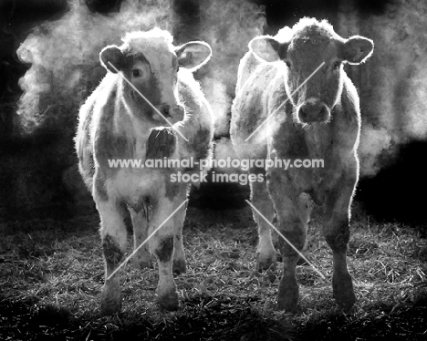 heavily breathing commercial beef heifers in a shed with misty breath black and white