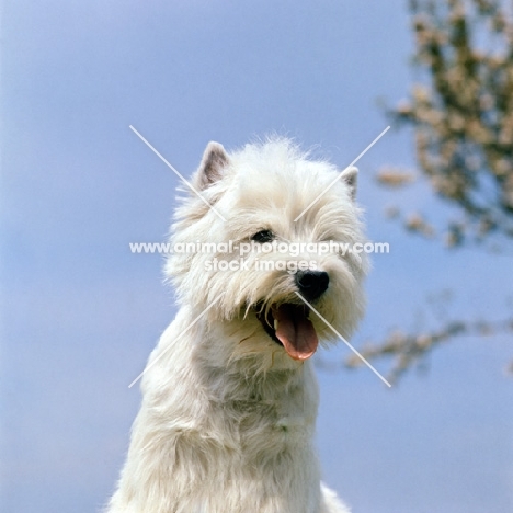 west highland white terrier, sparkie, head study 