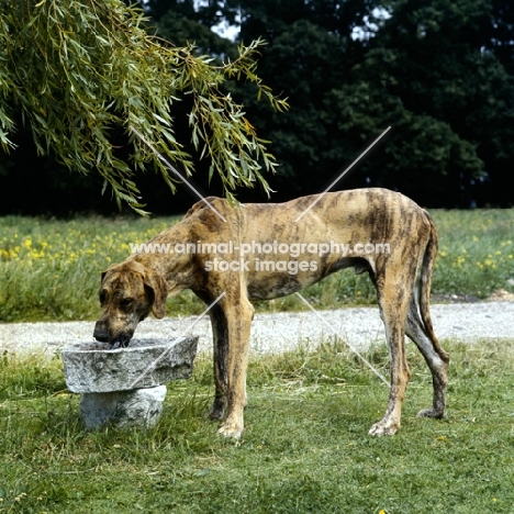 rangy great dane puppy drinking from stone through