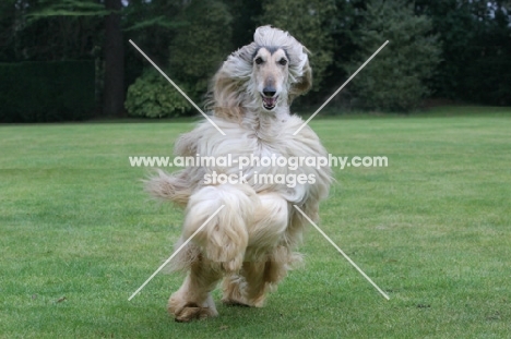 Afghan Hound running