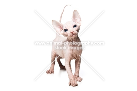 6 week old Sphynx kitten