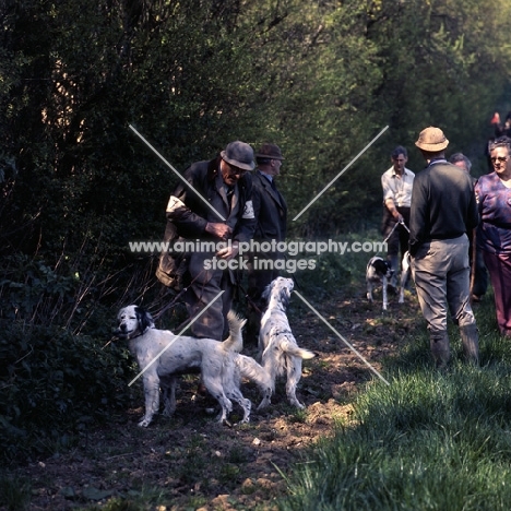 group of working type english setters at gundog trials