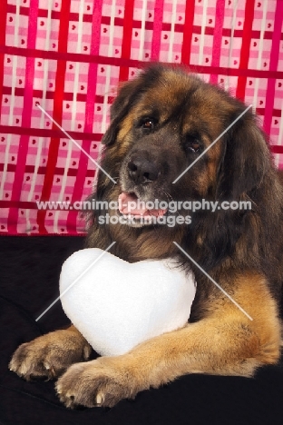 Leonberger with heart