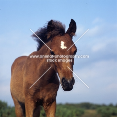 new forest pony foal head study