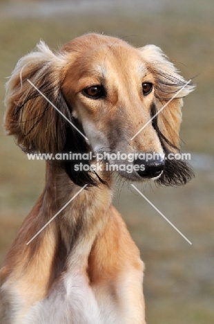 Saluki