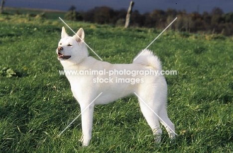 International Champion Akita Inu